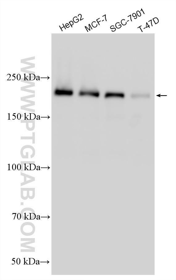 WB analysis using 28486-1-AP