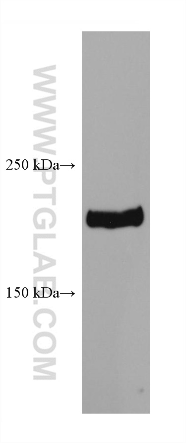 WB analysis of NIH/3T3 using 67374-2-Ig