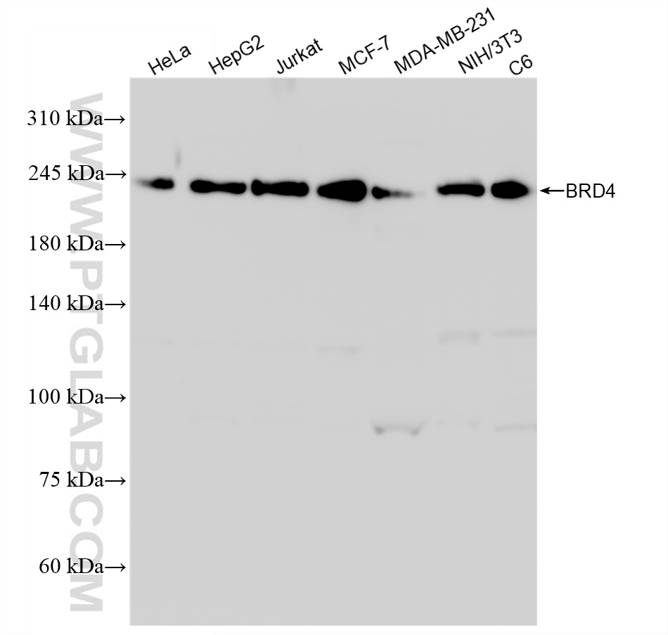 WB analysis using 88289-1-RR (same clone as 88289-1-PBS) WB analysis using 88289-1-RR (same clone as 88289-1-PBS)