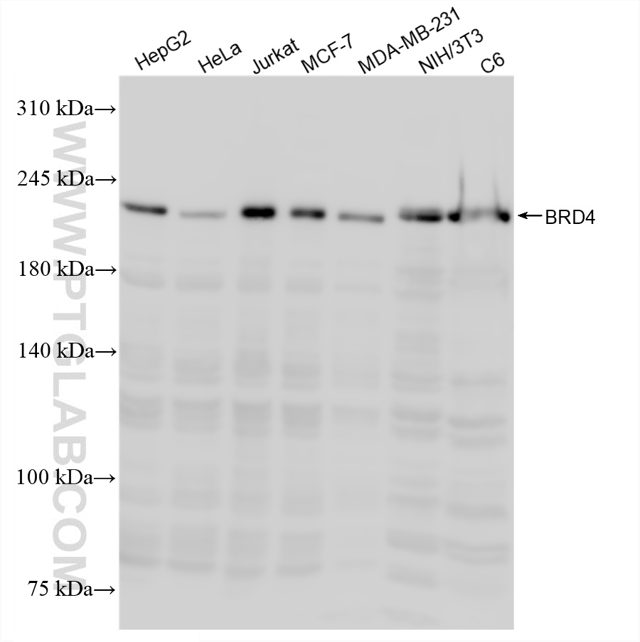 WB analysis using 88289-2-RR WB analysis using 88289-2-RR