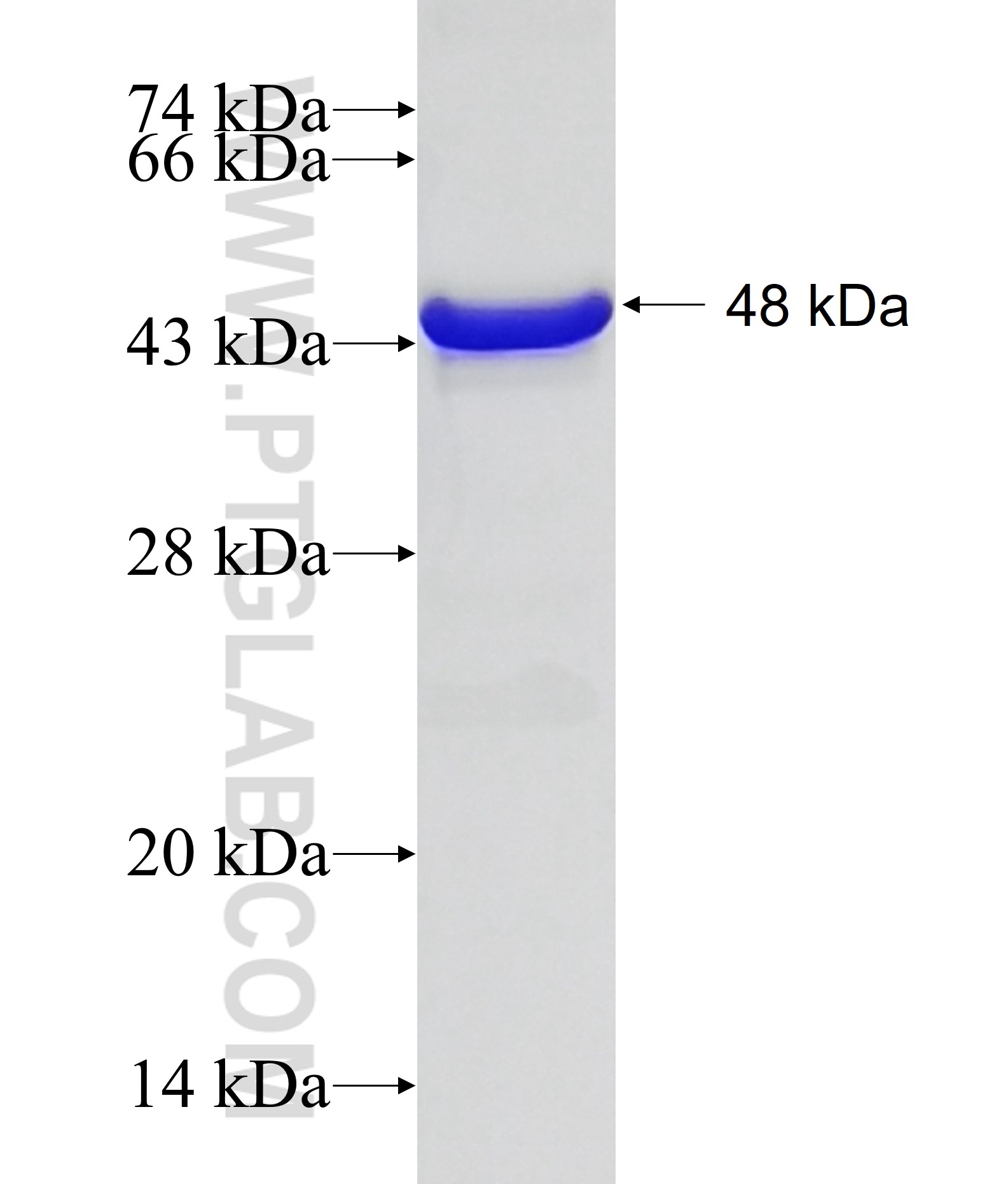 BRD4 fusion protein Ag27545 SDS-PAGE