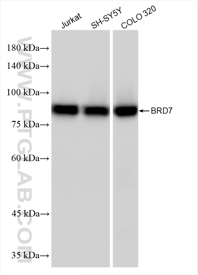WB analysis using 86176-1-RR (same clone as 86176-1-PBS)