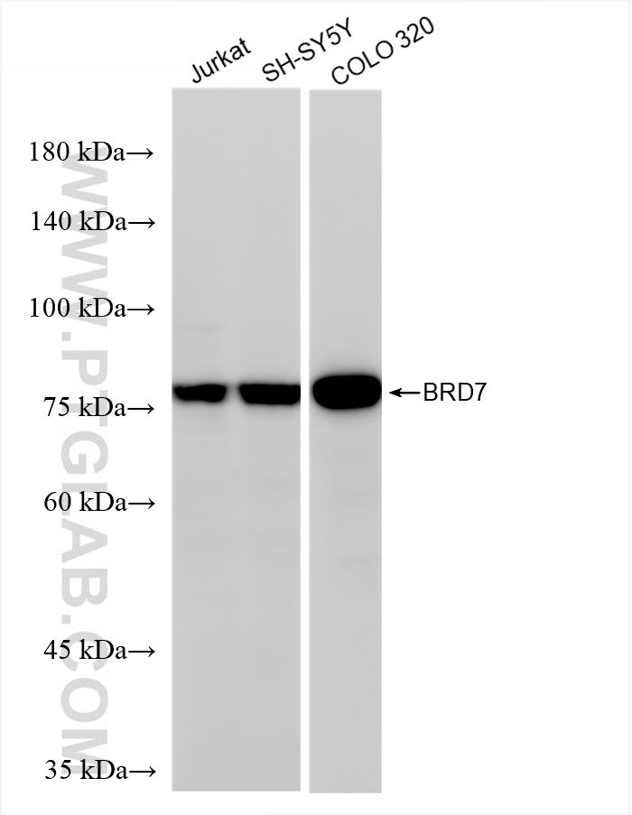 WB analysis using 86176-2-RR