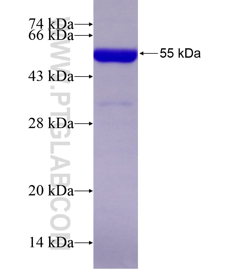 BRD7 fusion protein Ag18032 SDS-PAGE