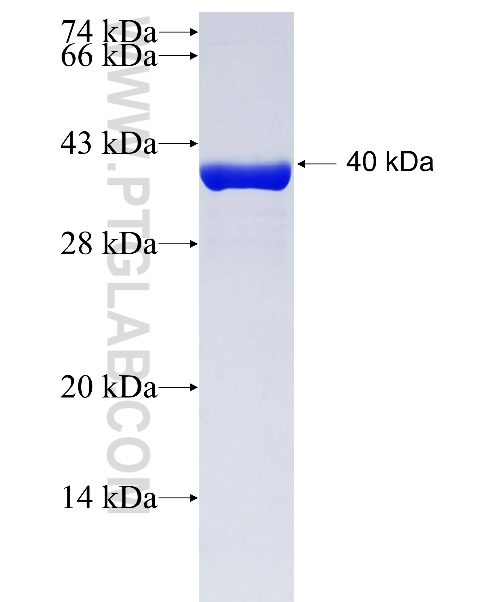 BRDT fusion protein Ag26714 SDS-PAGE BRDT fusion protein Ag26714 SDS-PAGE