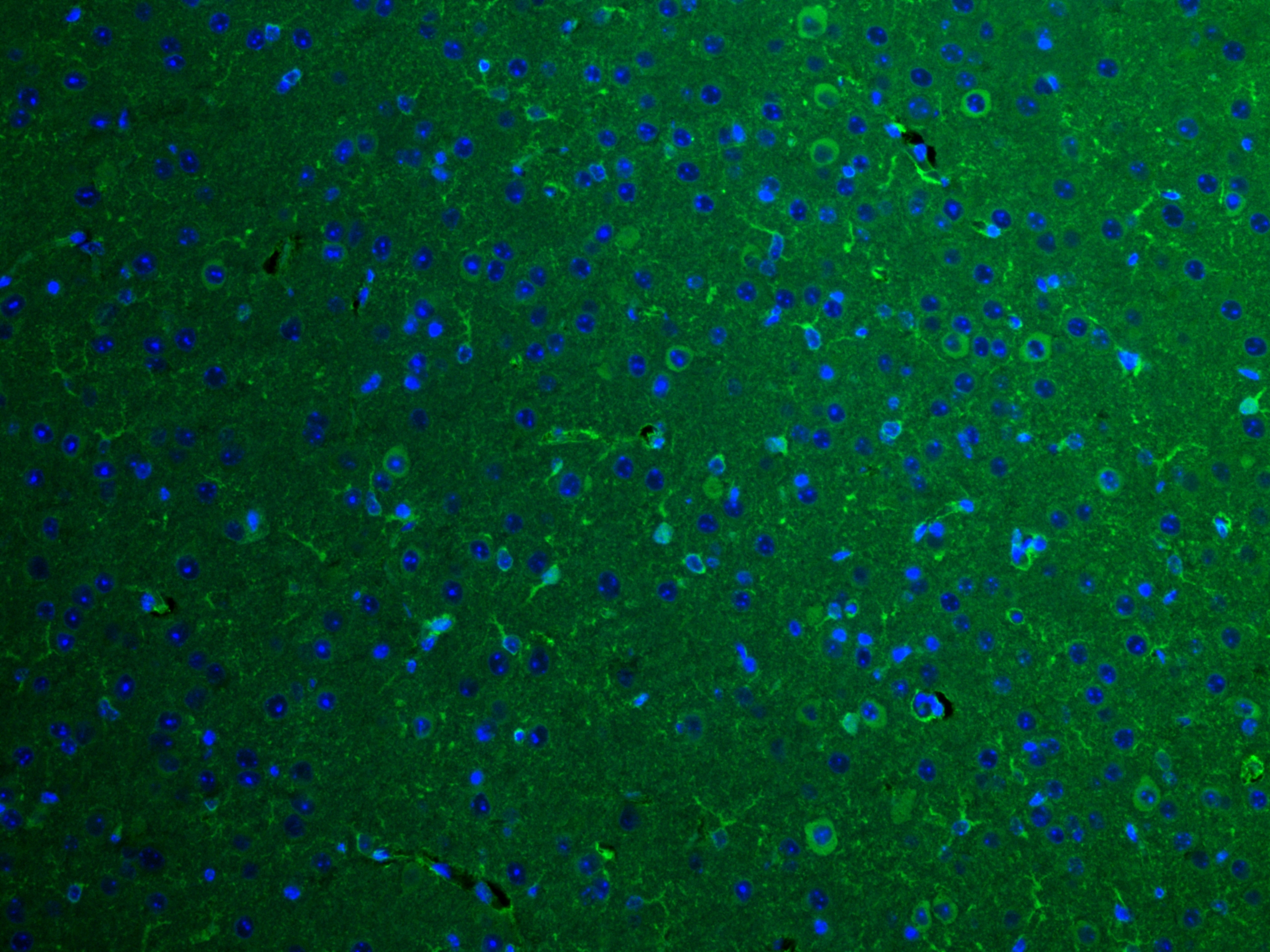 IF Staining of mouse brain using 66356-1-Ig