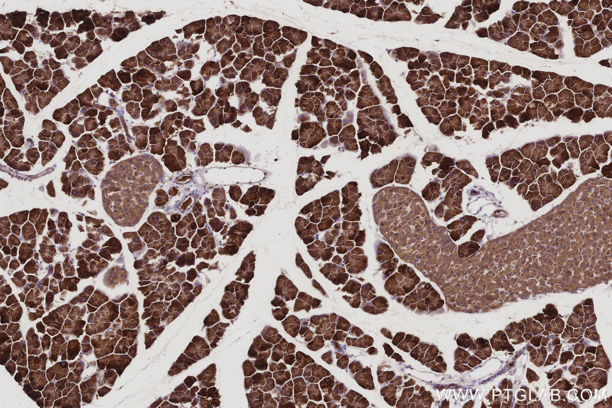 IHC staining of mouse pancreas using 66356-1-Ig IHC staining of mouse pancreas using 66356-1-Ig