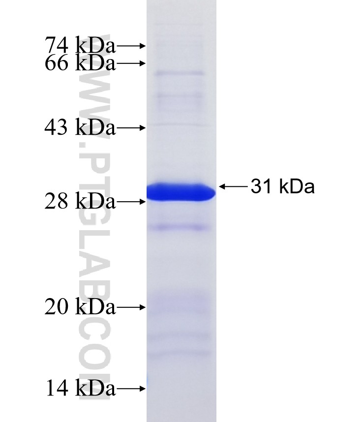 BRF1 fusion protein Ag4373 SDS-PAGE