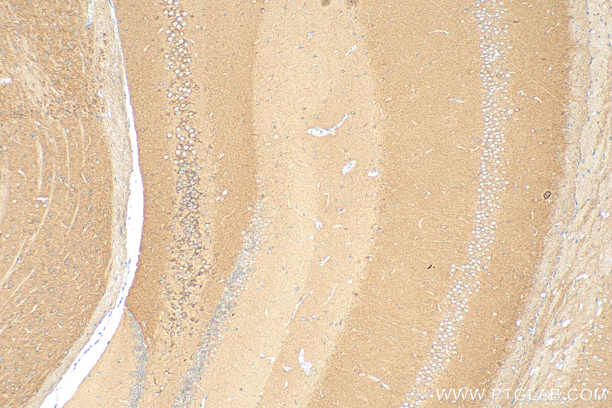 IHC staining of mouse brain using 26884-1-AP