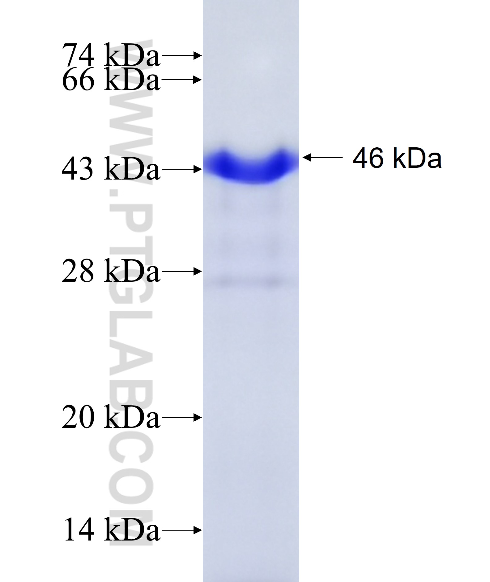 BRIP1 fusion protein Ag19907 SDS-PAGE