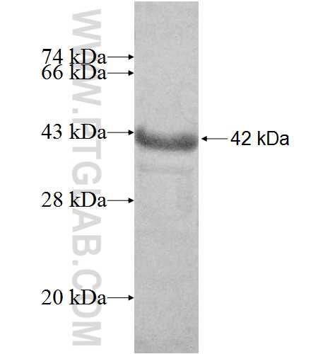BRMS1 fusion protein Ag9104 SDS-PAGE