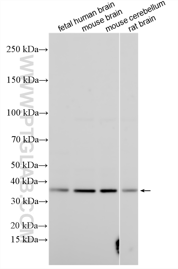 WB analysis using 32257-1-AP