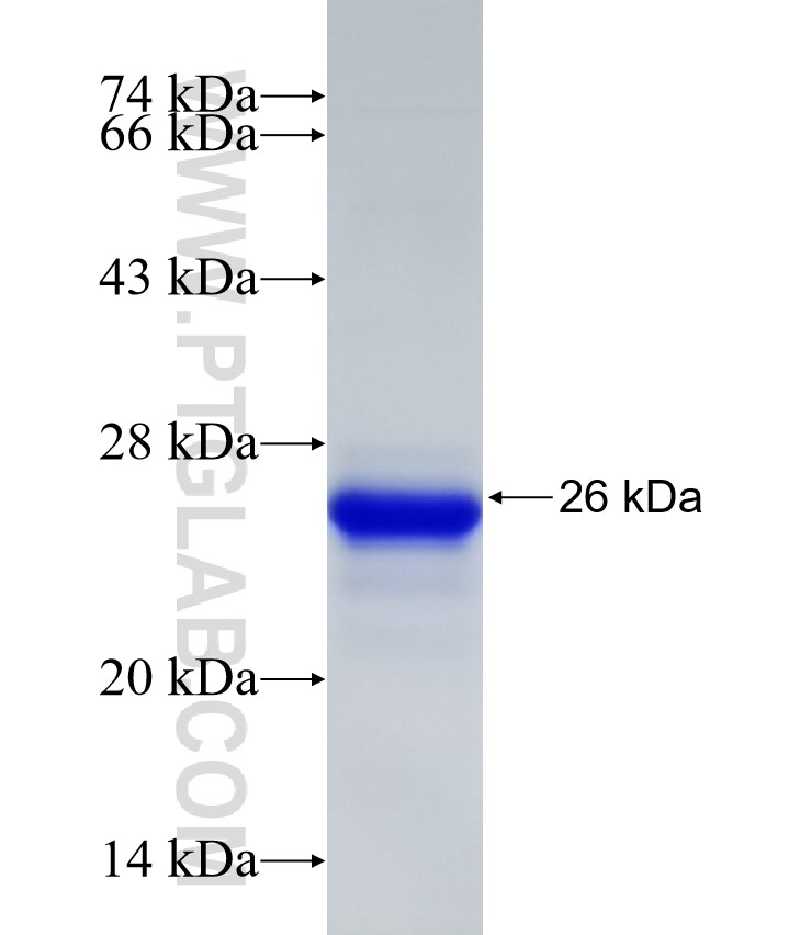 BRPF1 fusion protein Ag32911 SDS-PAGE BRPF1 fusion protein Ag32911 SDS-PAGE