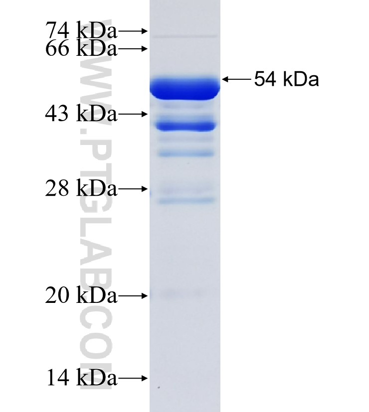BRPF3 fusion protein Ag35432 SDS-PAGE BRPF3 fusion protein Ag35432 SDS-PAGE