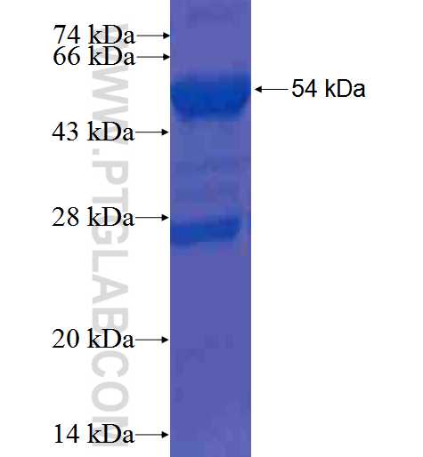 BRUNOL4 fusion protein Ag0113 SDS-PAGE BRUNOL4 fusion protein Ag0113 SDS-PAGE