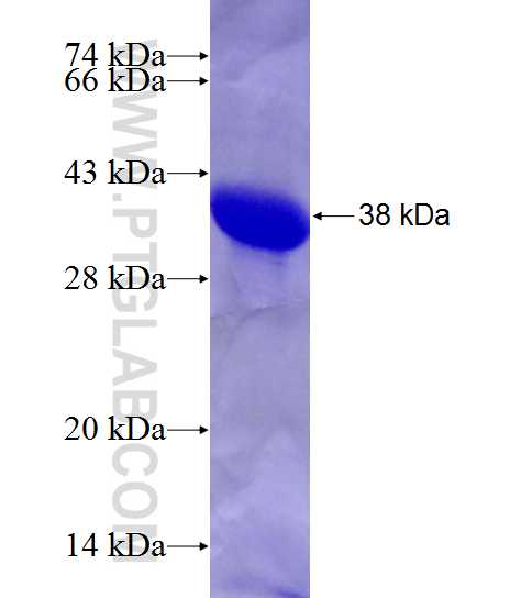 BRUNOL5 fusion protein Ag28414 SDS-PAGE