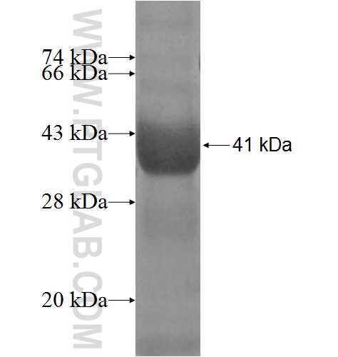BRUNOL6 fusion protein Ag4970 SDS-PAGE