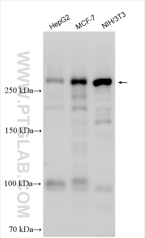 WB analysis using 29293-1-AP