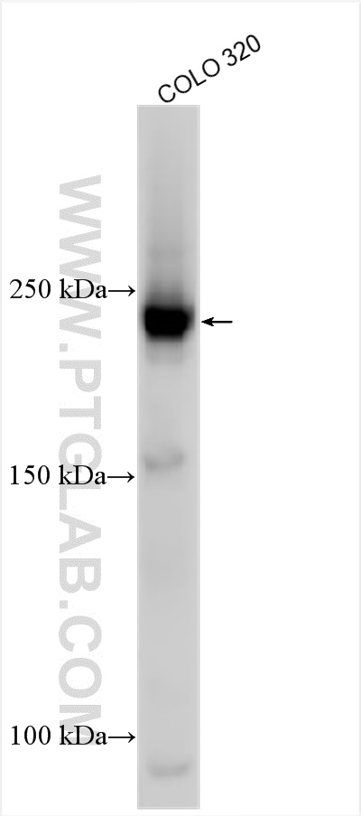 WB analysis using 31795-1-AP