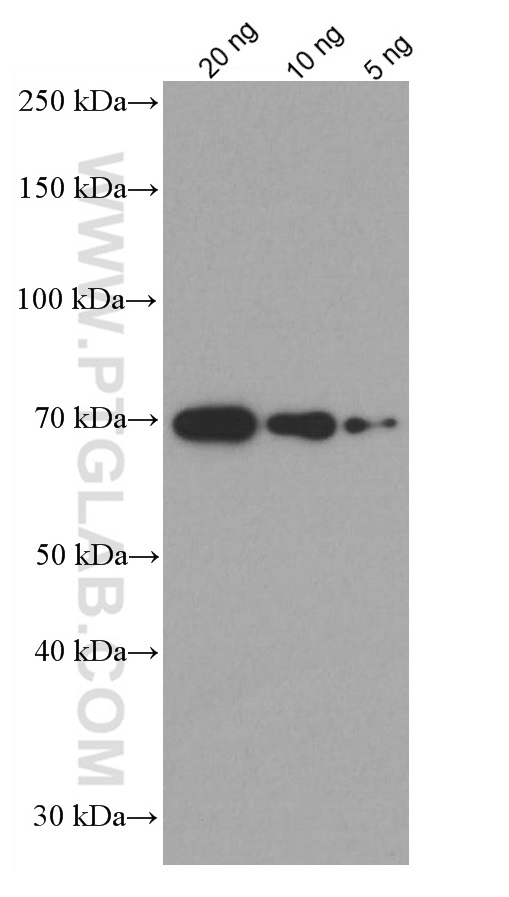 WB analysis using 66201-1-Ig