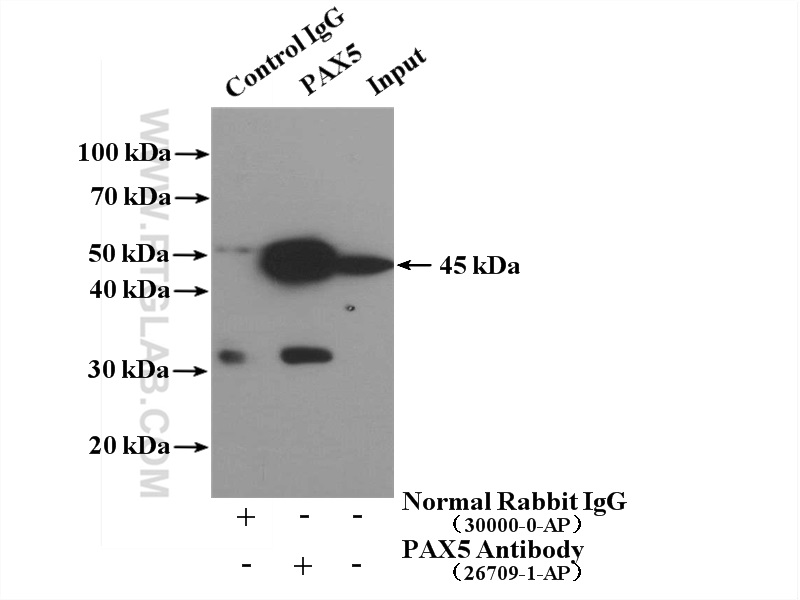 IP experiment of Ramos using 26709-1-AP