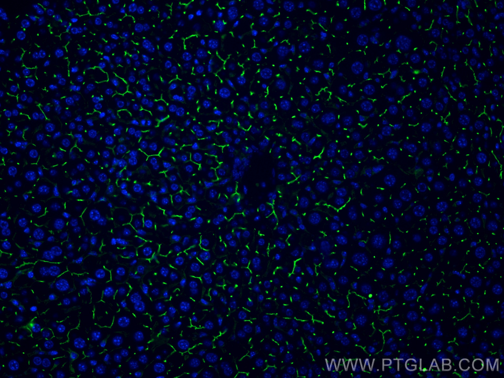 IF Staining of mouse liver using 67512-1-Ig (same clone as 67512-1-PBS)