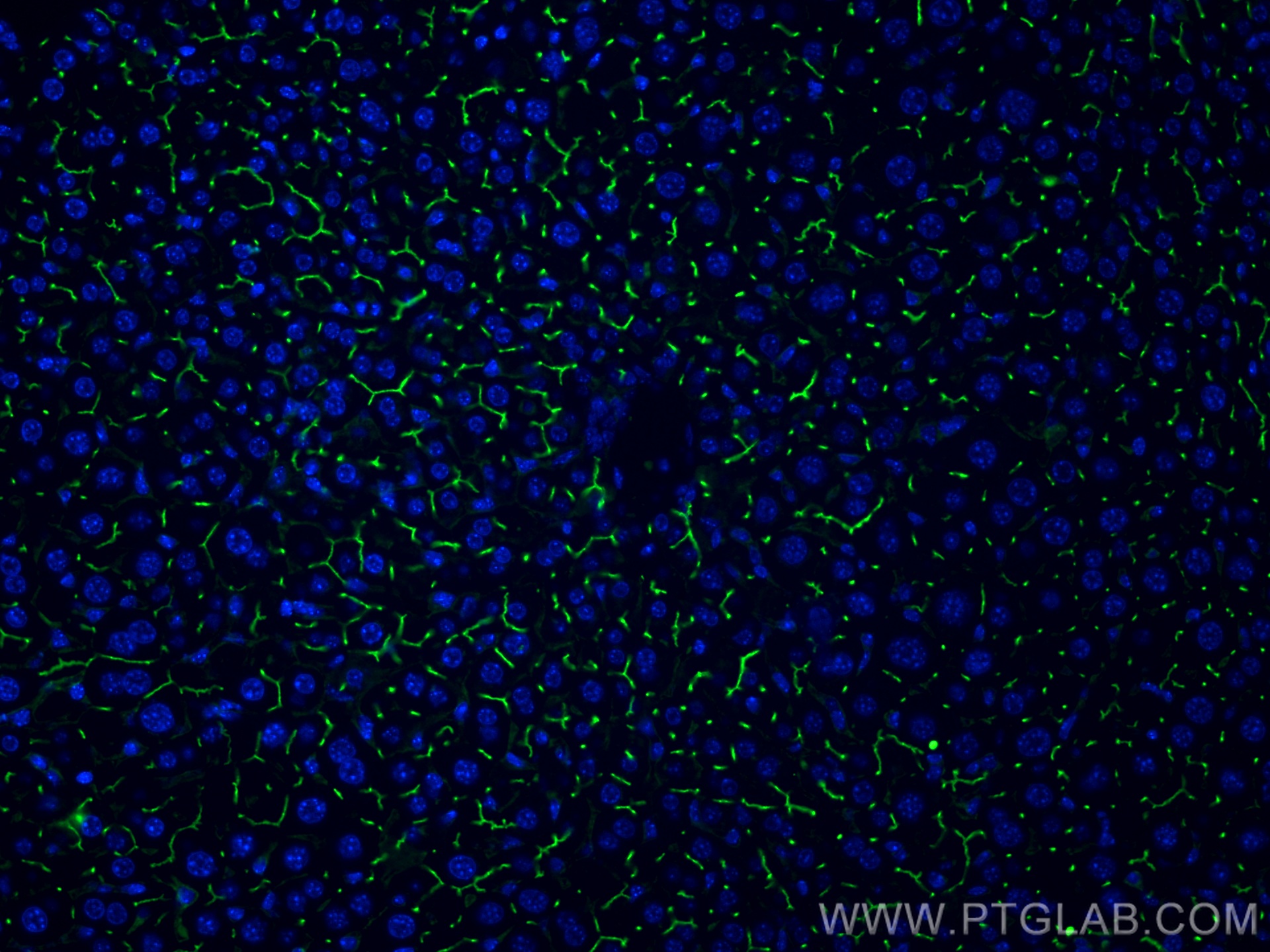 IF Staining of mouse liver using 67512-1-Ig