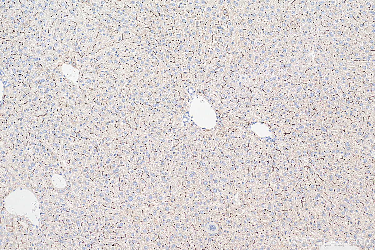 IHC staining of mouse liver using 67512-1-Ig