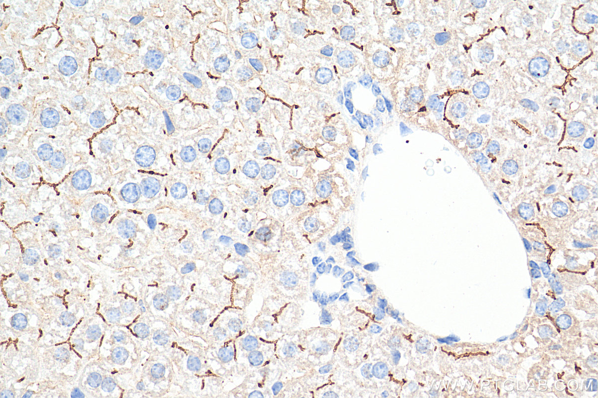 IHC staining of mouse liver using 67512-1-Ig