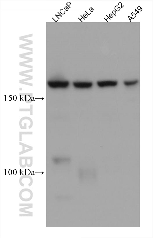 WB analysis using 67512-1-Ig