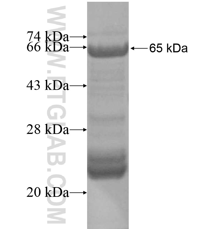 BSND fusion protein Ag16402 SDS-PAGE