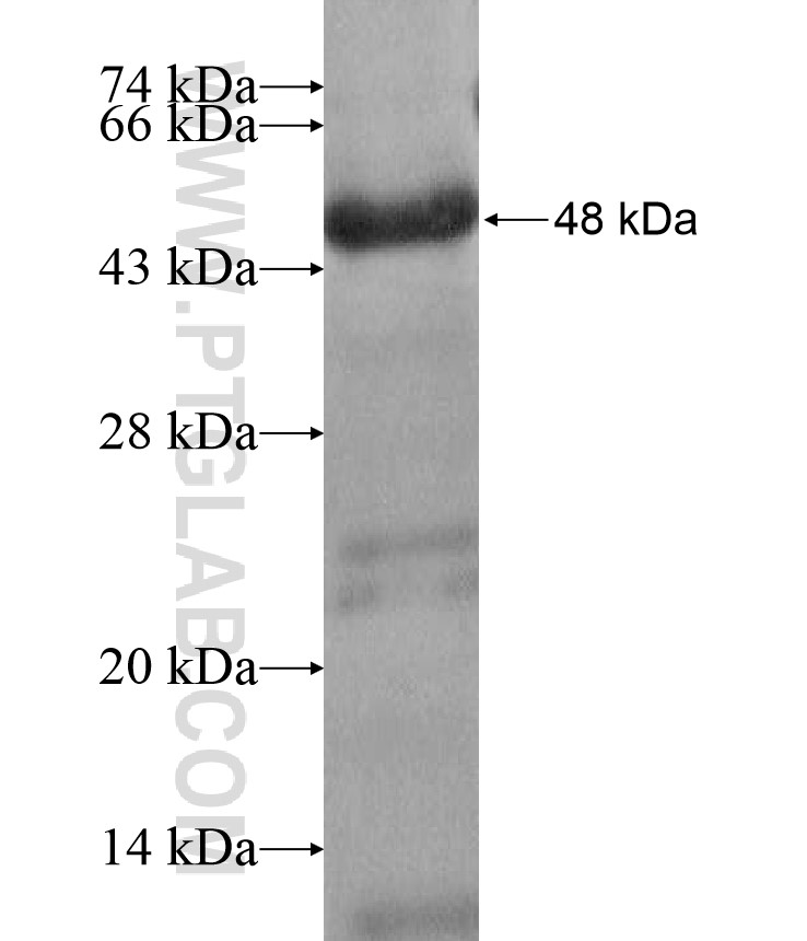 BSND fusion protein Ag17220 SDS-PAGE BSND fusion protein Ag17220 SDS-PAGE