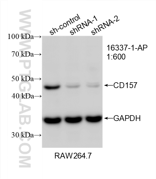 WB analysis of RAW 264.7 using 16337-1-AP