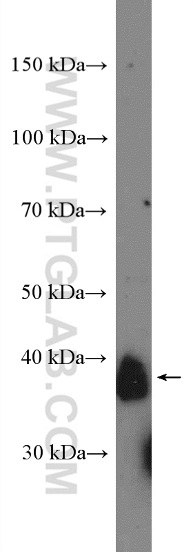 WB analysis of A549 using 16337-1-AP