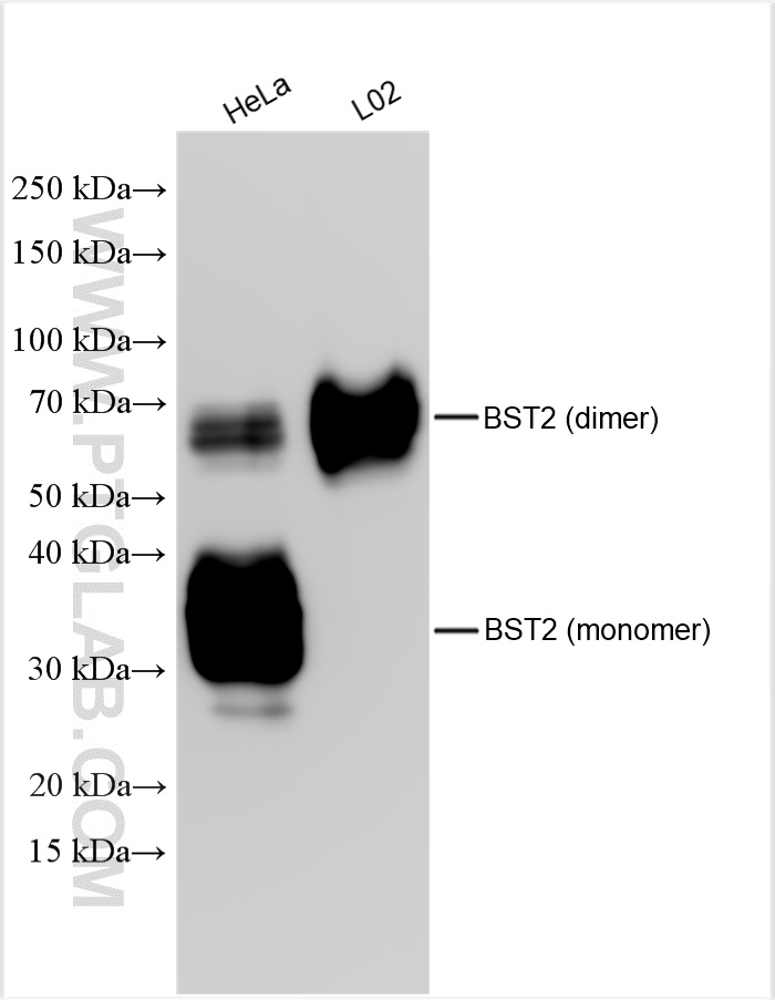 WB analysis using 13560-1-AP