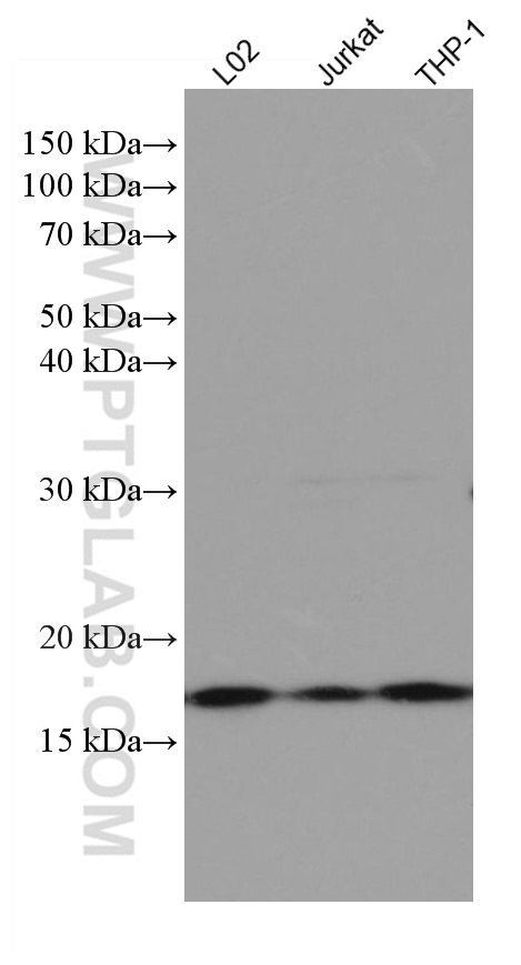 WB analysis using 66919-1-Ig
