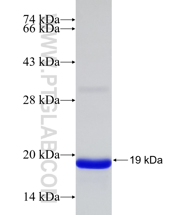BST2 fusion protein Ag32454 SDS-PAGE