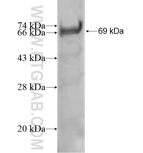 BTBD8 fusion protein Ag10100 SDS-PAGE