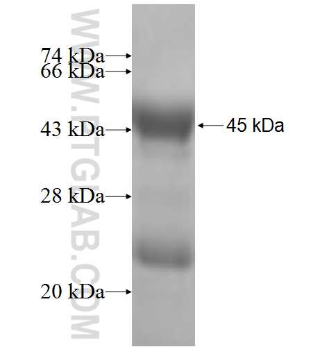 BTG1 fusion protein Ag6651 SDS-PAGE