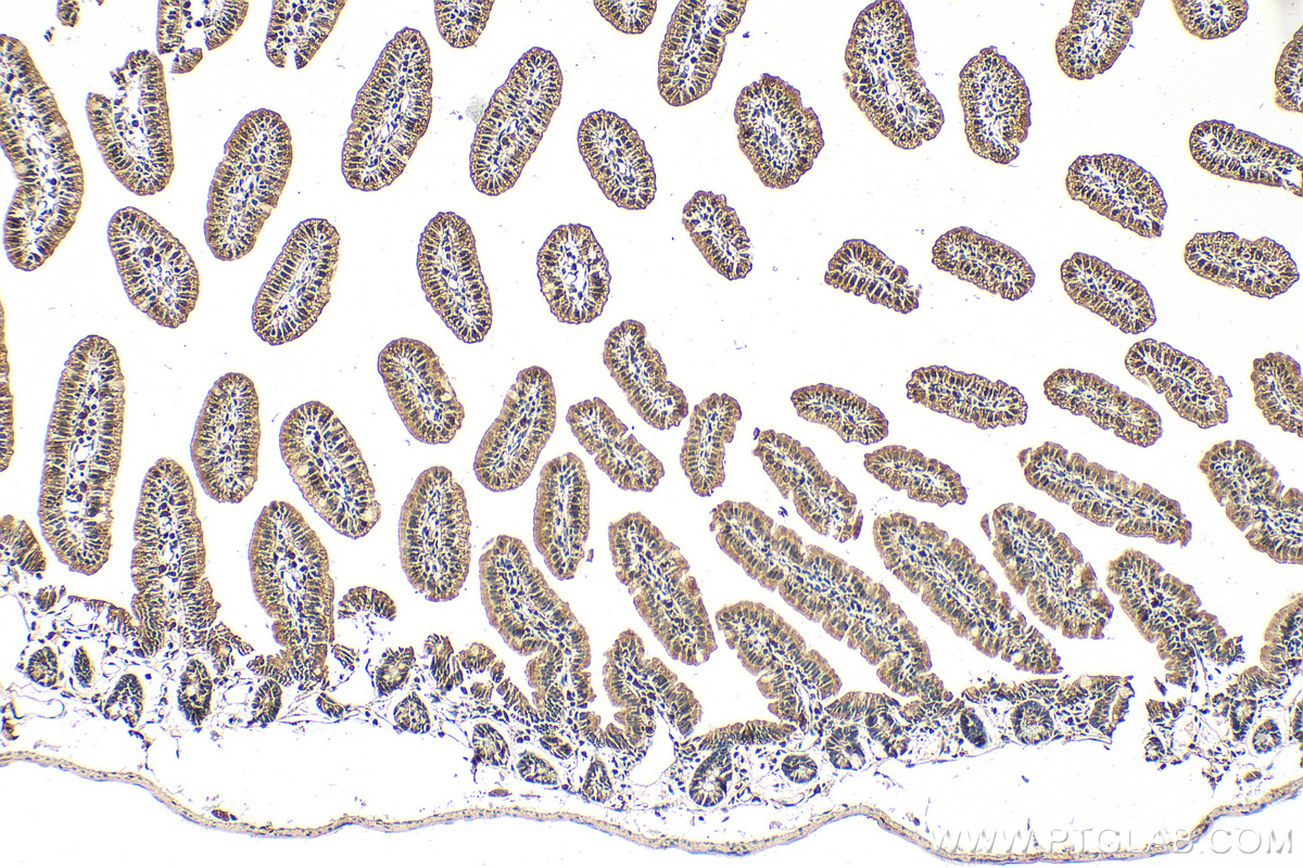 IHC staining of mouse small intestine using 22339-1-AP