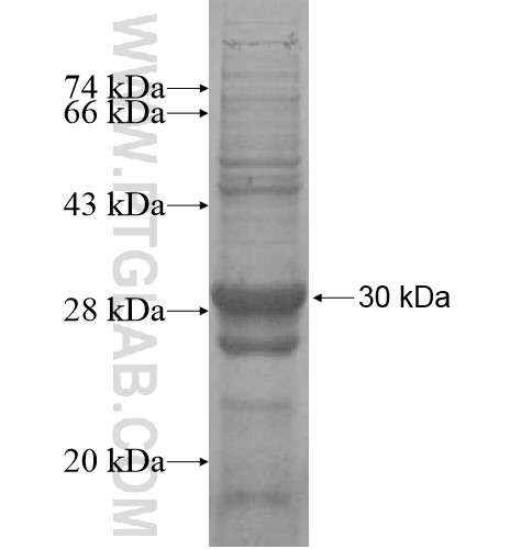 BTG3 fusion protein Ag14504 SDS-PAGE