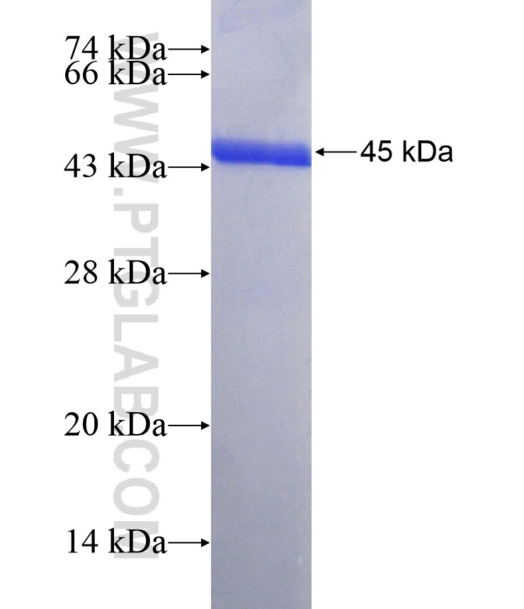 BTG4 fusion protein Ag14339 SDS-PAGE
