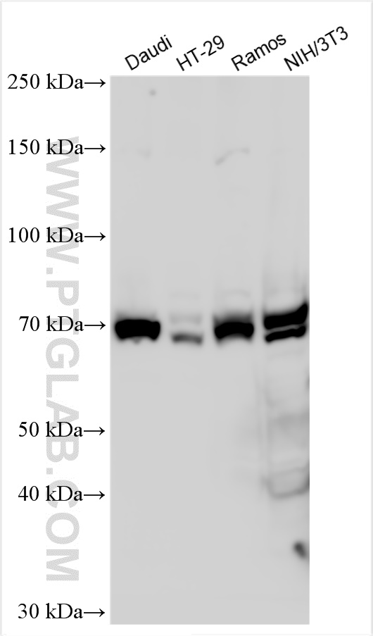 WB analysis using 21581-1-AP