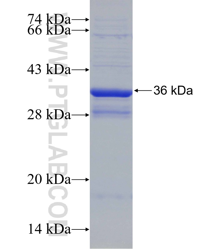 BTLA fusion protein Ag30764 SDS-PAGE