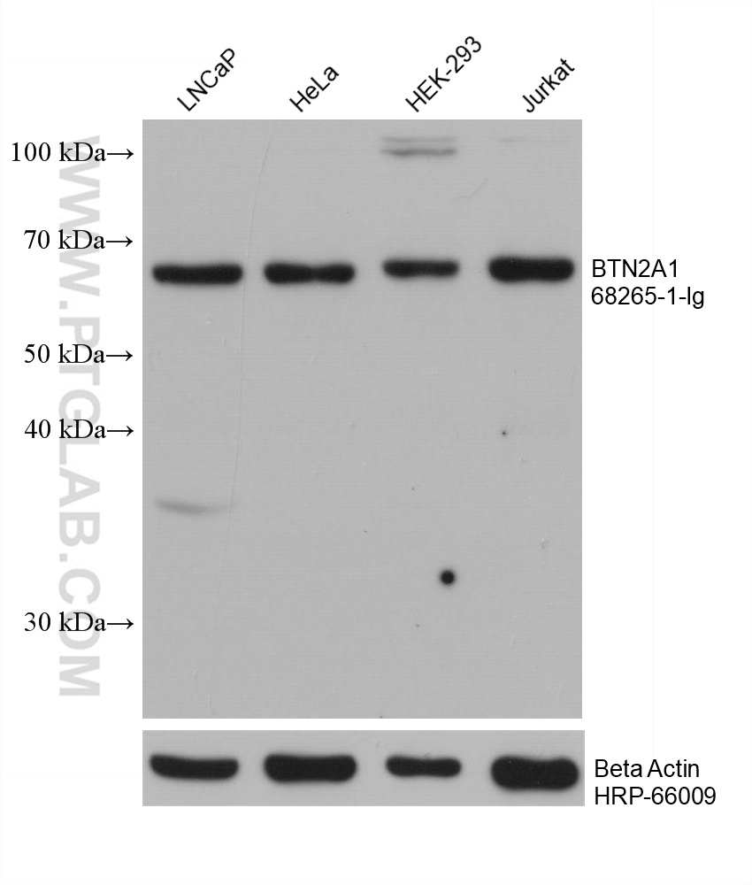 WB analysis using 68265-1-Ig