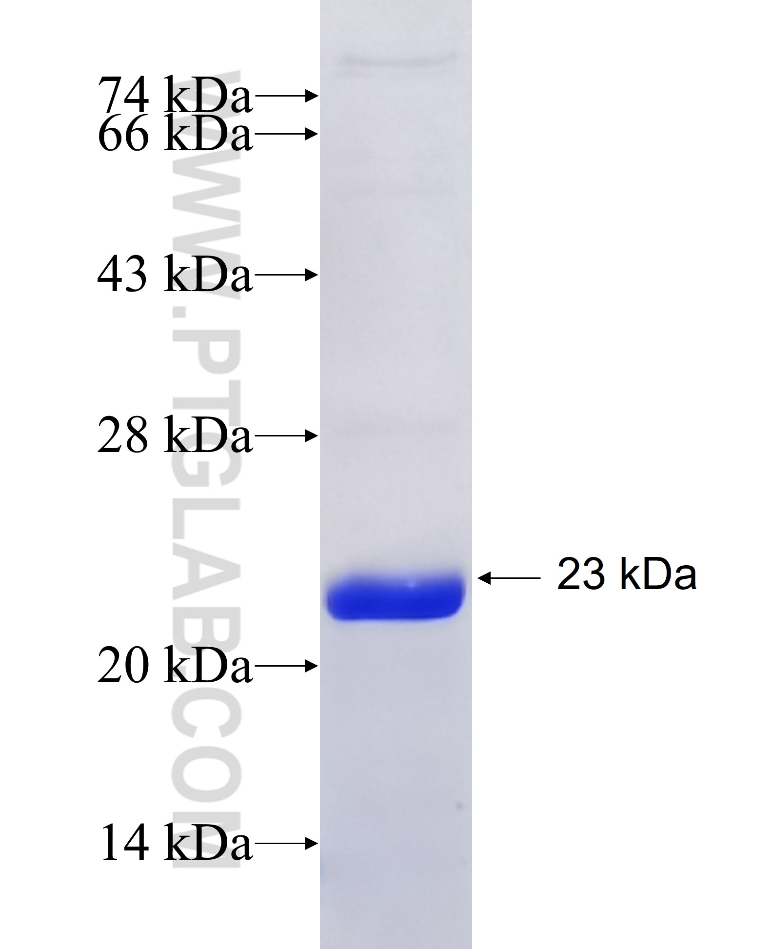 BTN3A1 fusion protein Ag27409 SDS-PAGE
