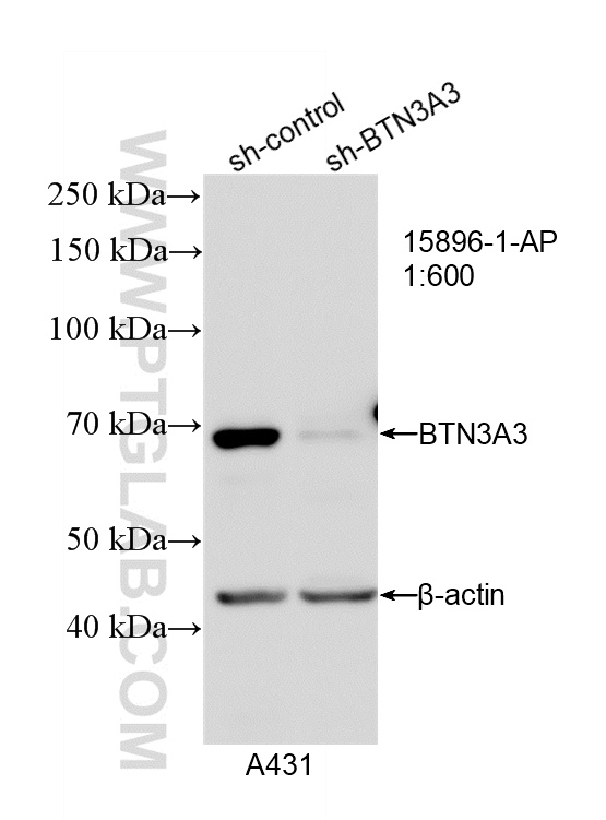 WB result of BTN3A3 antibody (15896-1-AP; 1:600; incubated at room temperature for 1.5 hours) with sh-Control and sh-BTN3A3 transfected A431 cells. WB analysis of A431 using 15896-1-AP