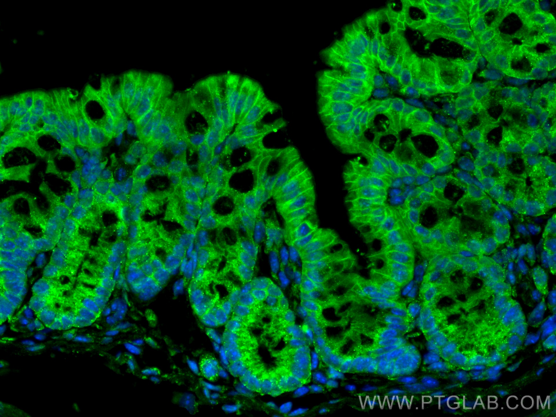 IF Staining of mouse colon using CL488-67560