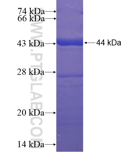 BTNL9 fusion protein Ag11736 SDS-PAGE BTNL9 fusion protein Ag11736 SDS-PAGE