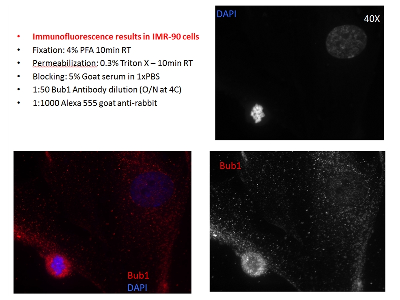 IF Staining of IMR-90 cells  using 13330-1-AP